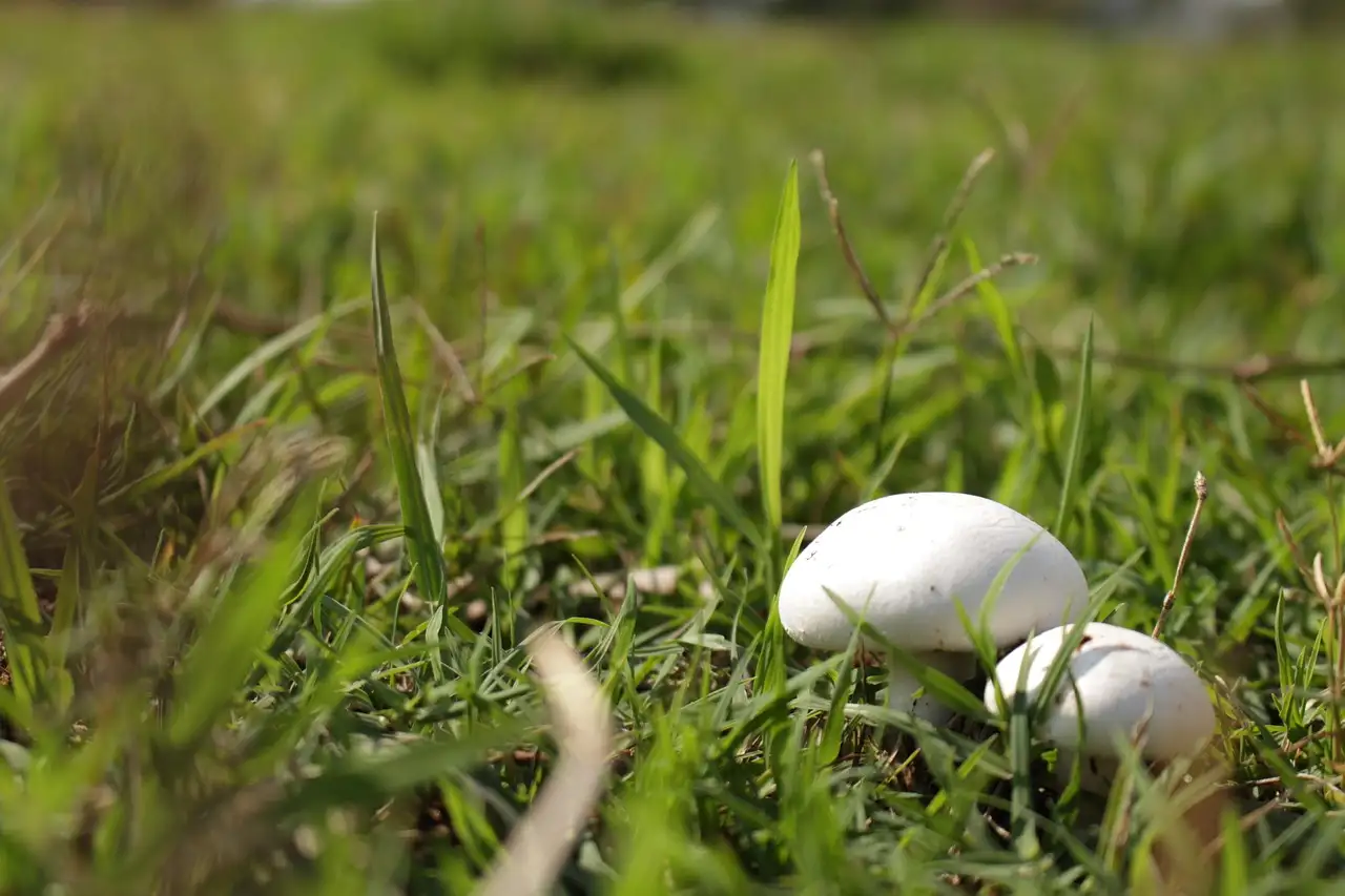 Champignons met kaas uit de oven