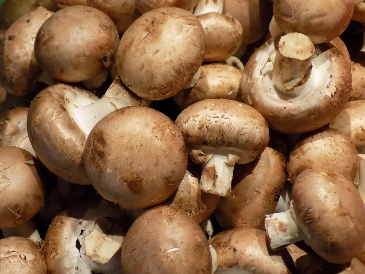 Champignons uit de oven met kaas