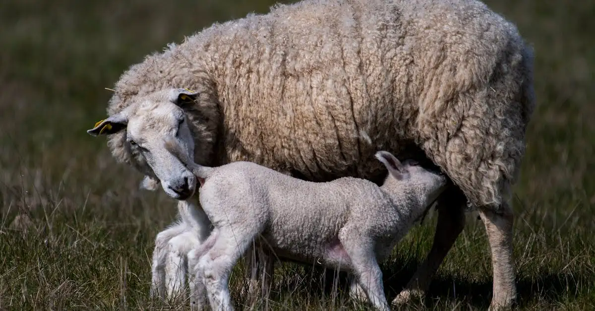 Texelse kaas kopen: Ontdek de lekkerste smaken van Texel