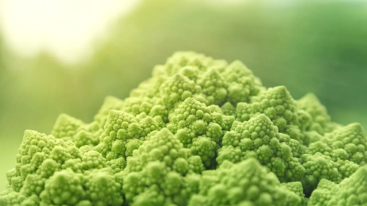 Vegan kaas