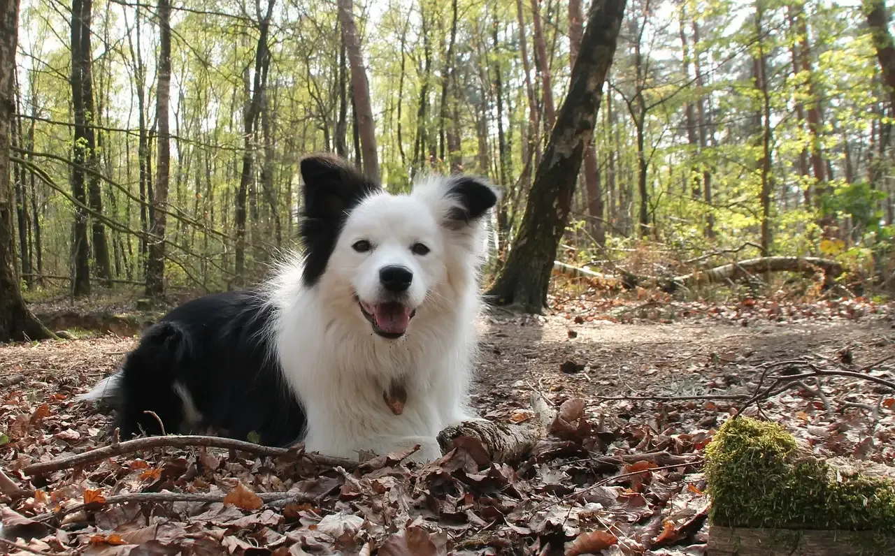 Yak kaas voor honden: Gezonde en duurzame kauwkluif